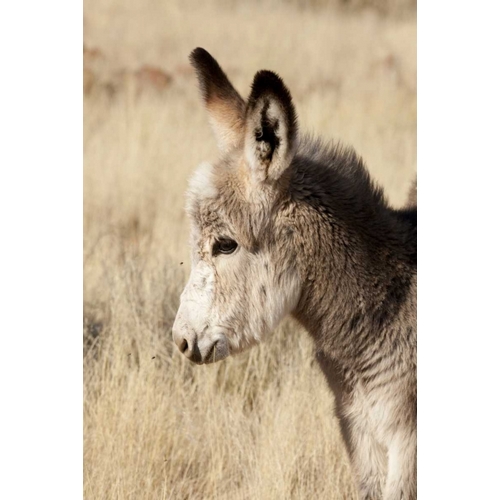 Namibia, Torras Conservancy Young donkey